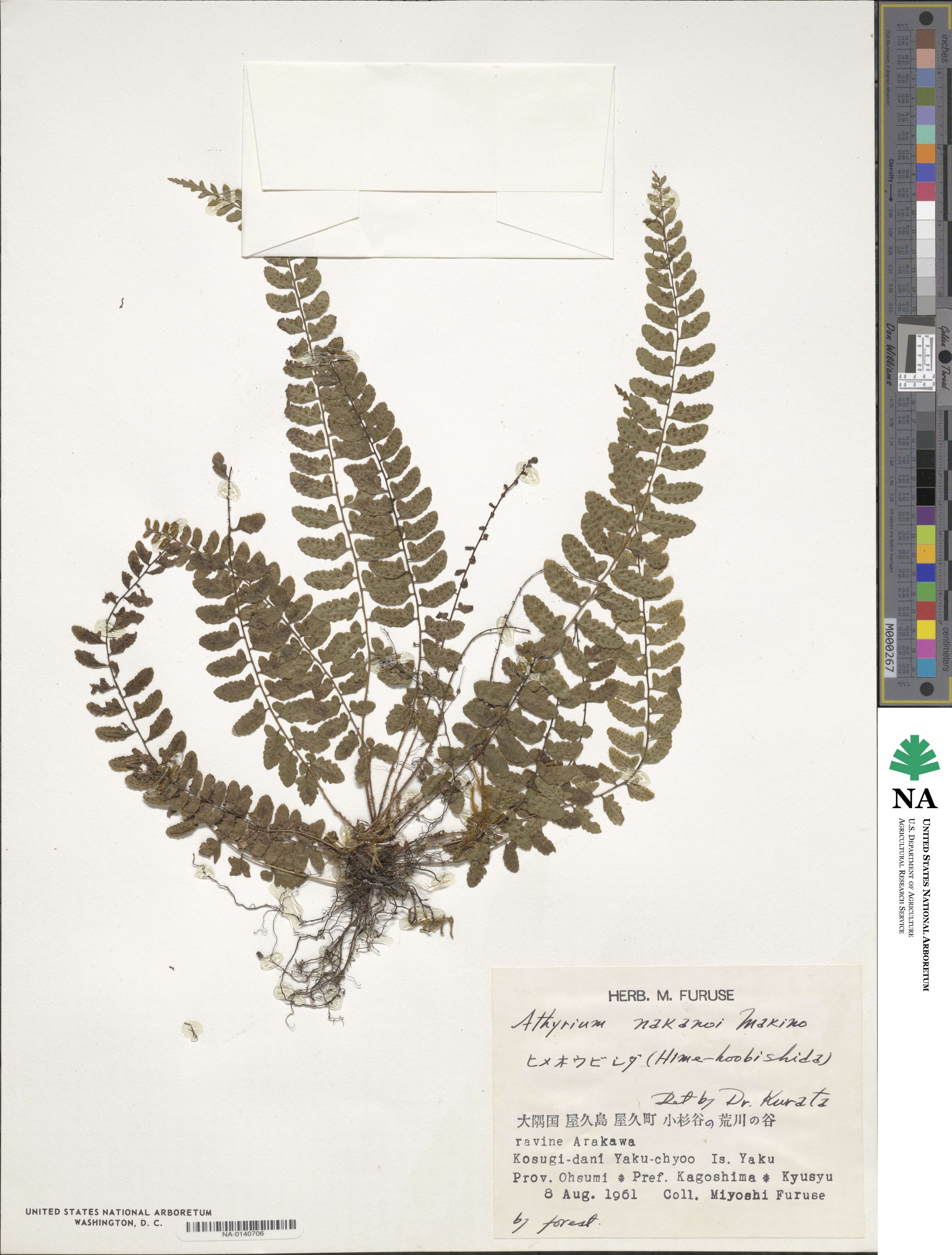 Athyrium nakanoi image