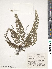 Image of Athyrium nakanoi