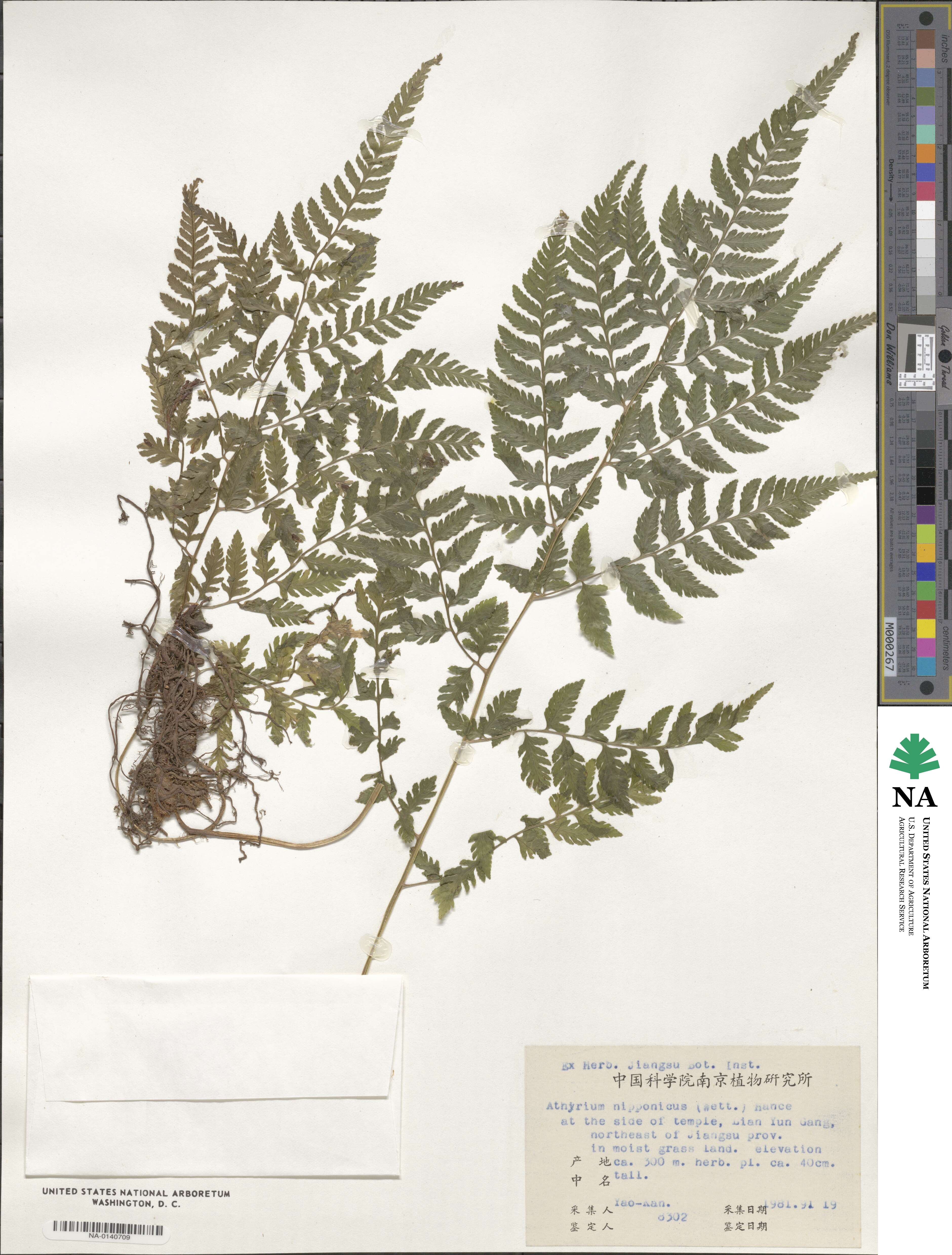 Anisocampium niponicum image