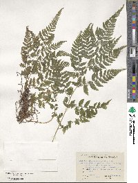 Anisocampium niponicum image