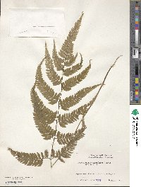 Anisocampium niponicum image