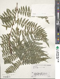 Athyrium otophorum image