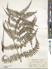 Athyrium otophorum image