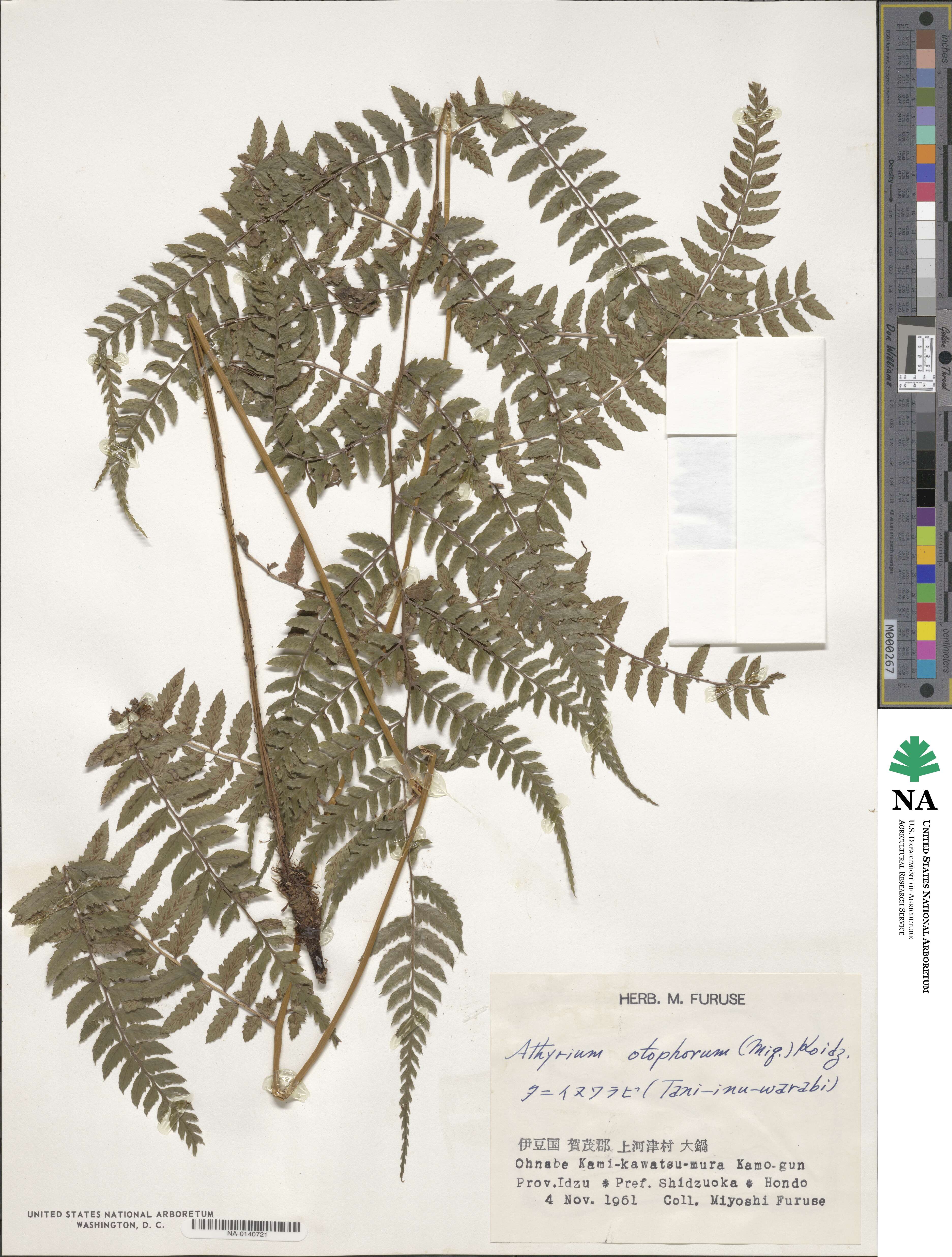 Athyrium otophorum image