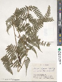 Athyrium otophorum image