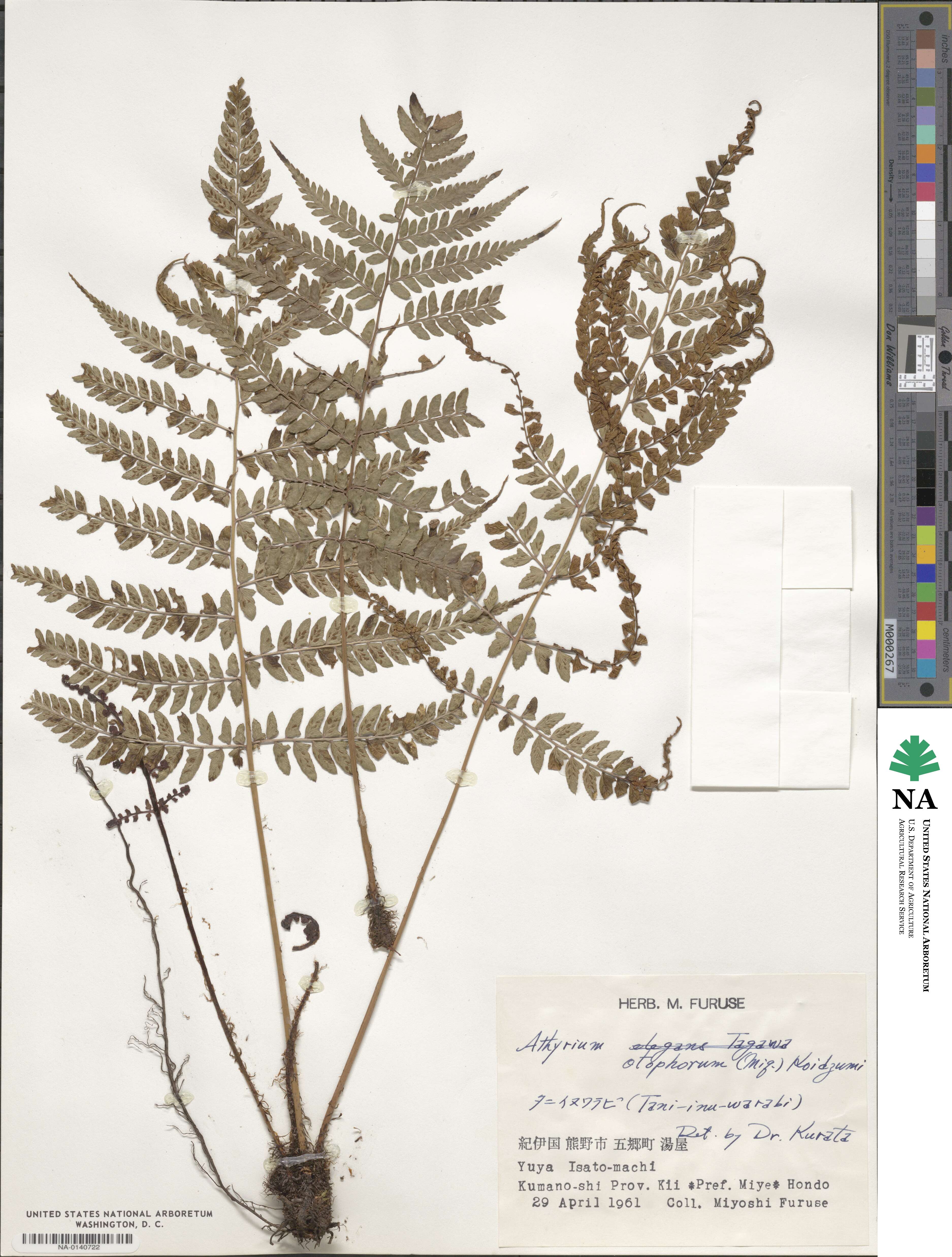 Athyrium otophorum image