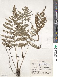 Athyrium otophorum image