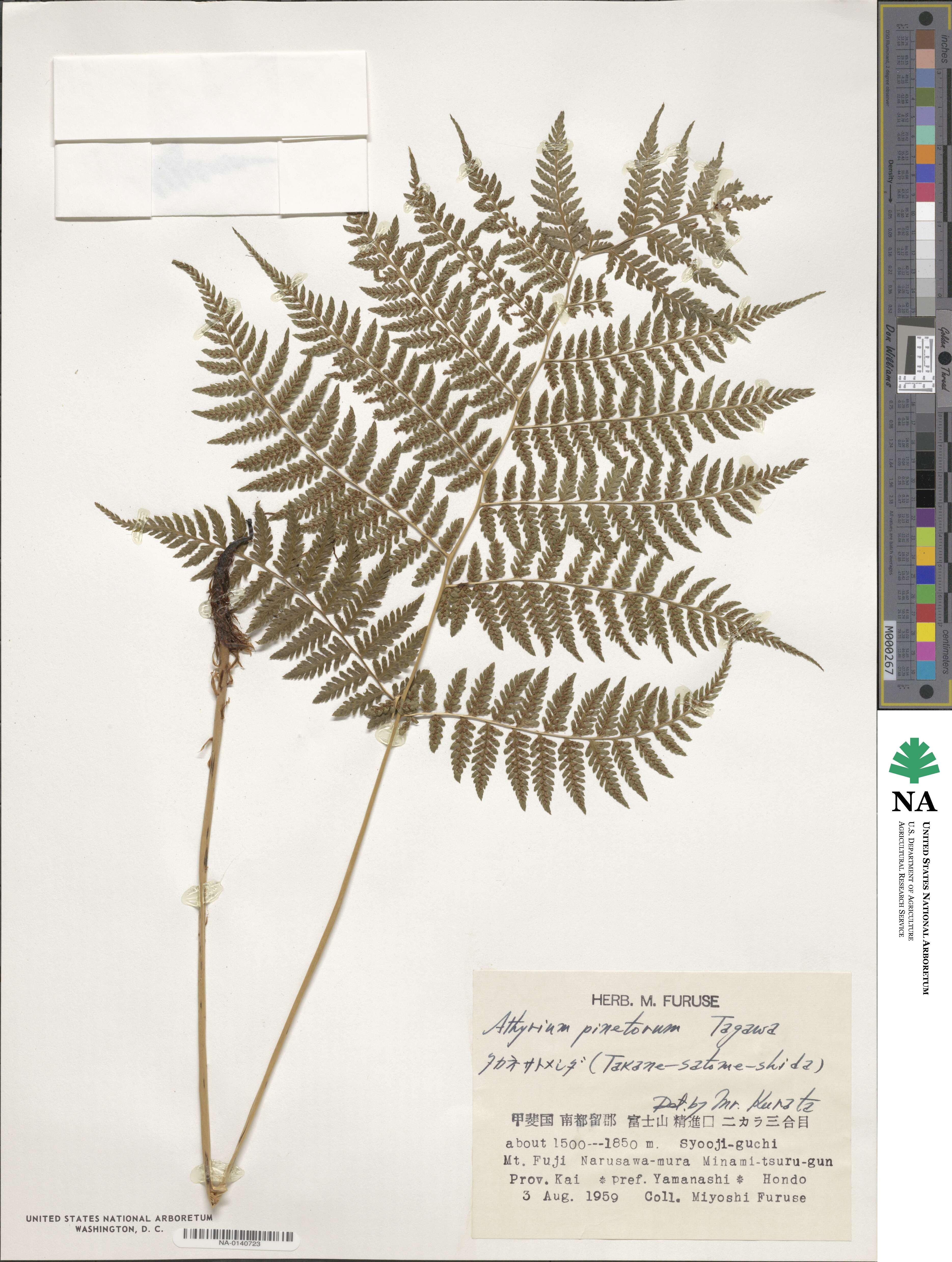 Athyrium pinetorum image