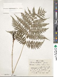 Image of Athyrium pinetorum