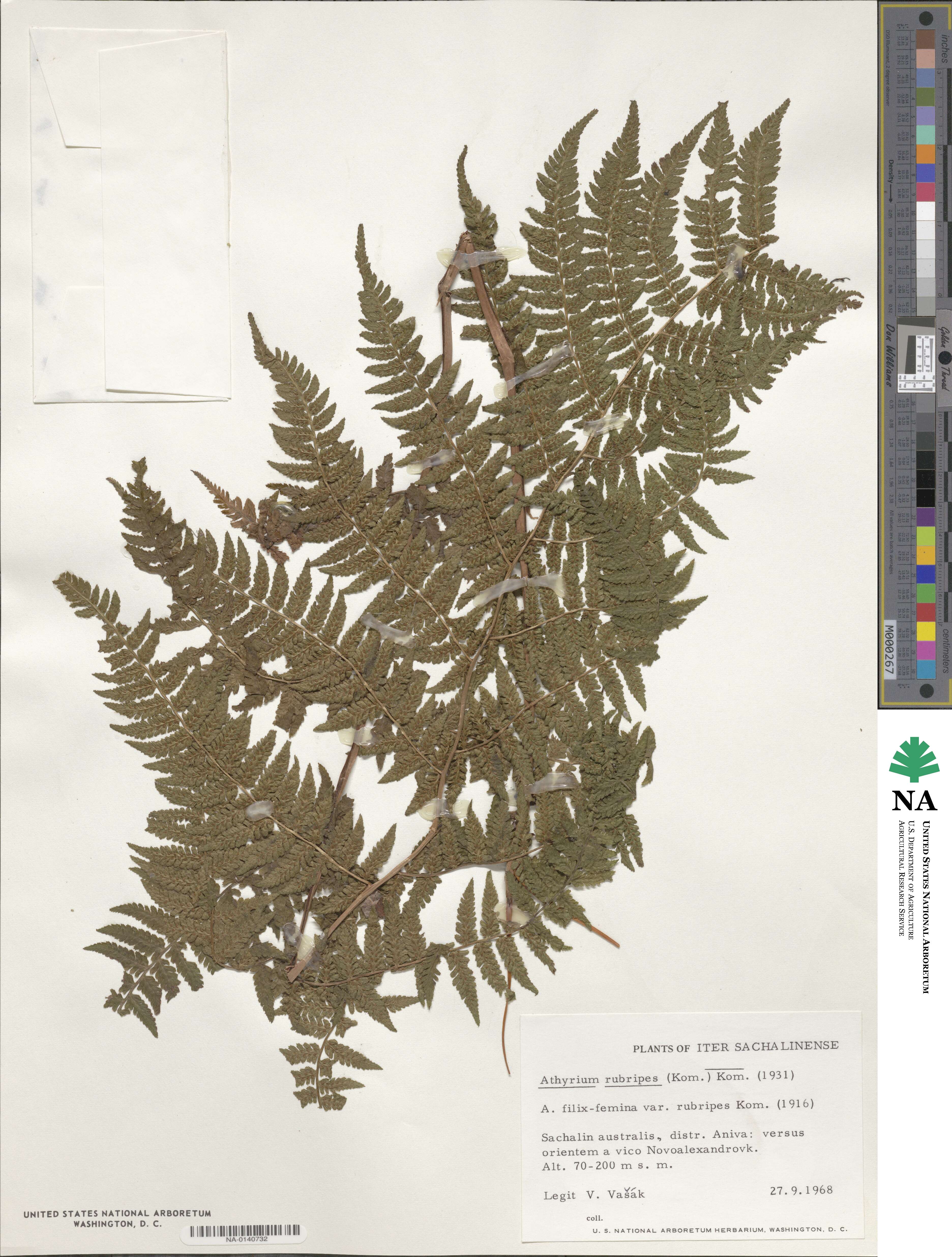 Athyrium rubripes image