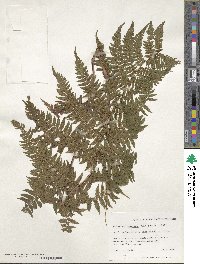 Image of Athyrium rubripes