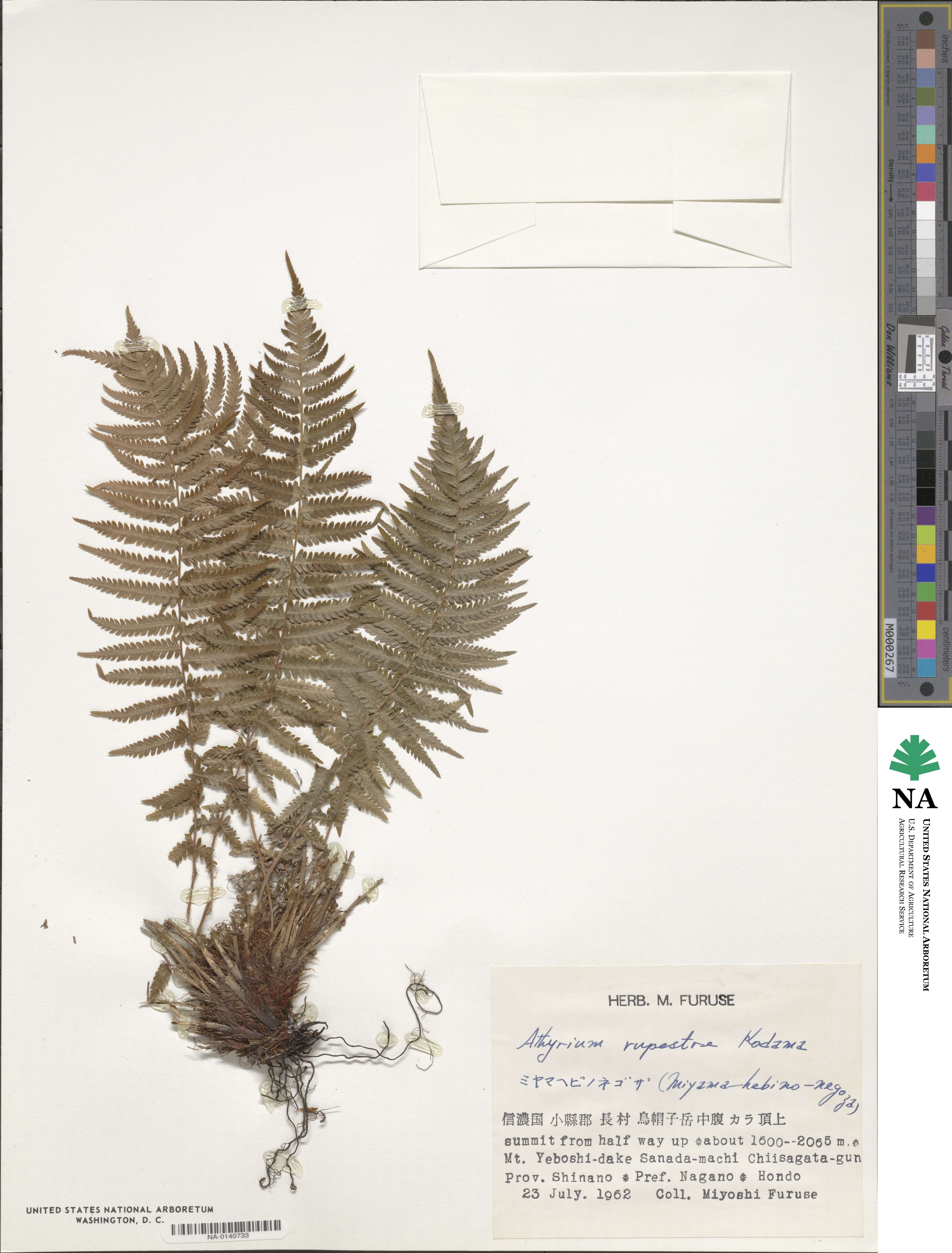 Athyrium fallaciosum image