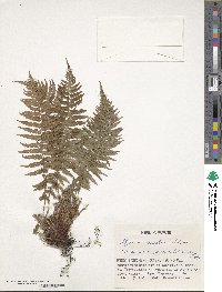 Athyrium fallaciosum image