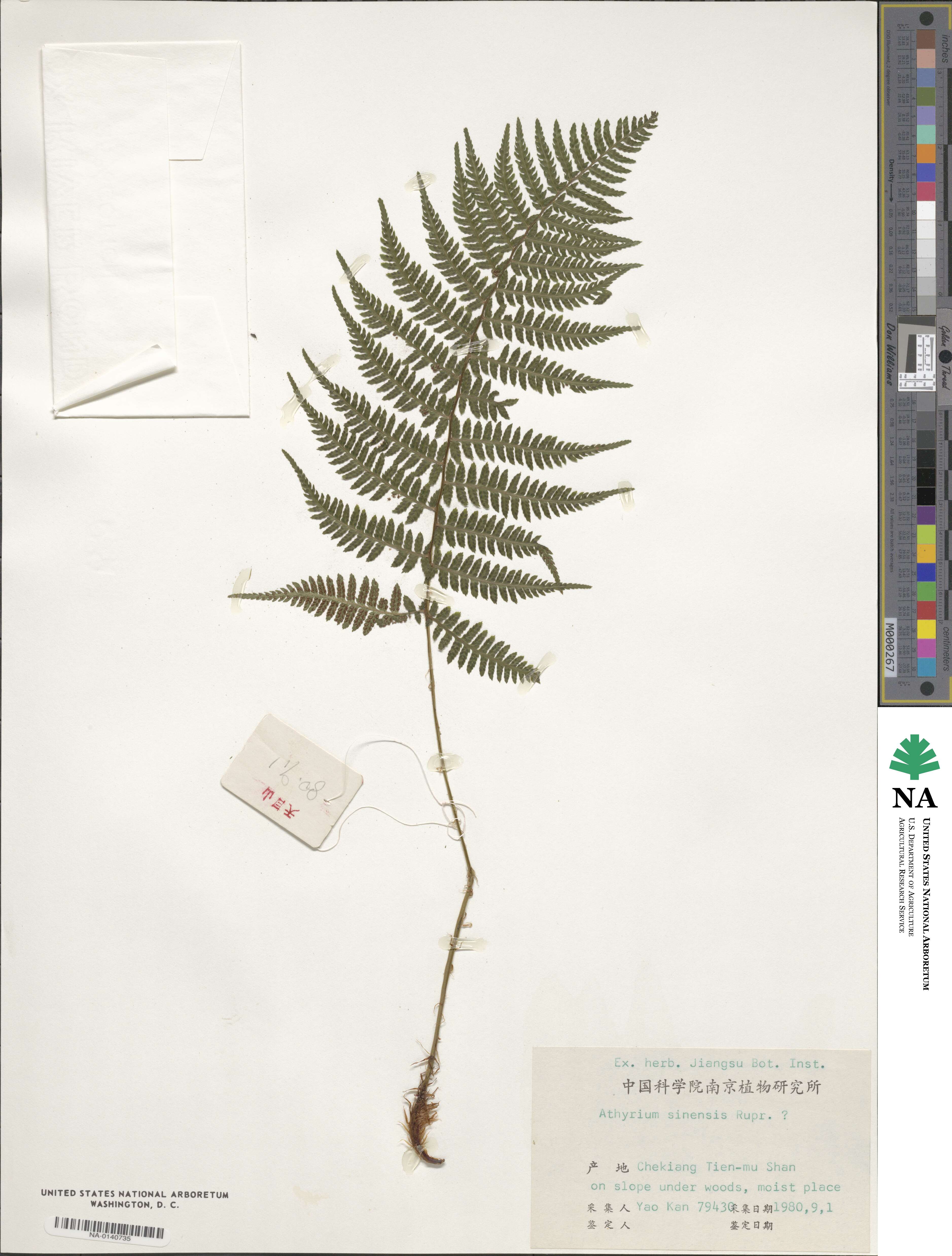 Athyrium sinense image