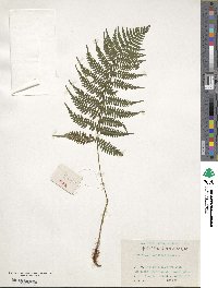 Athyrium sinense image