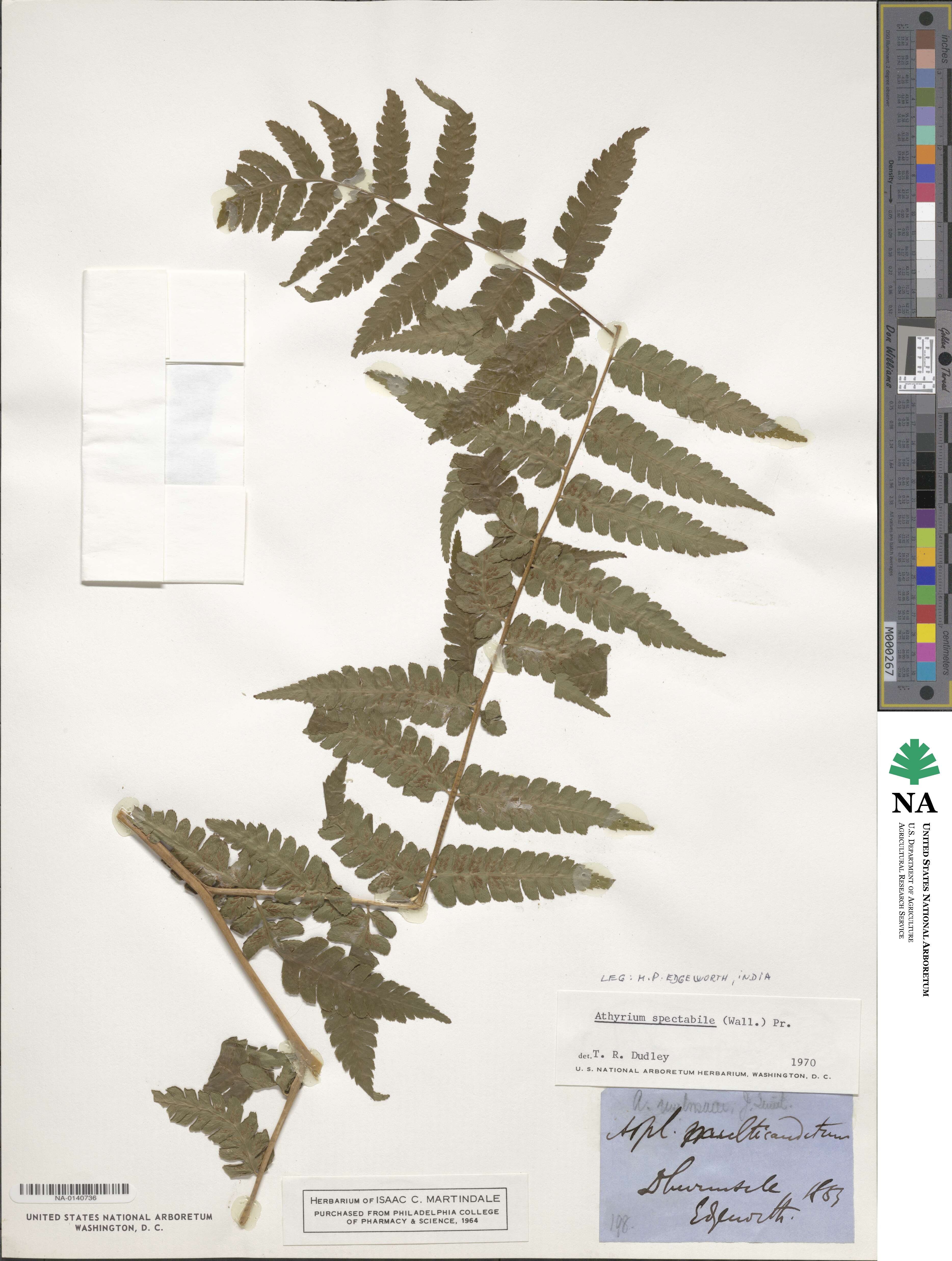 Diplazium spectabile image