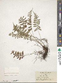 Athyrium tozanense image