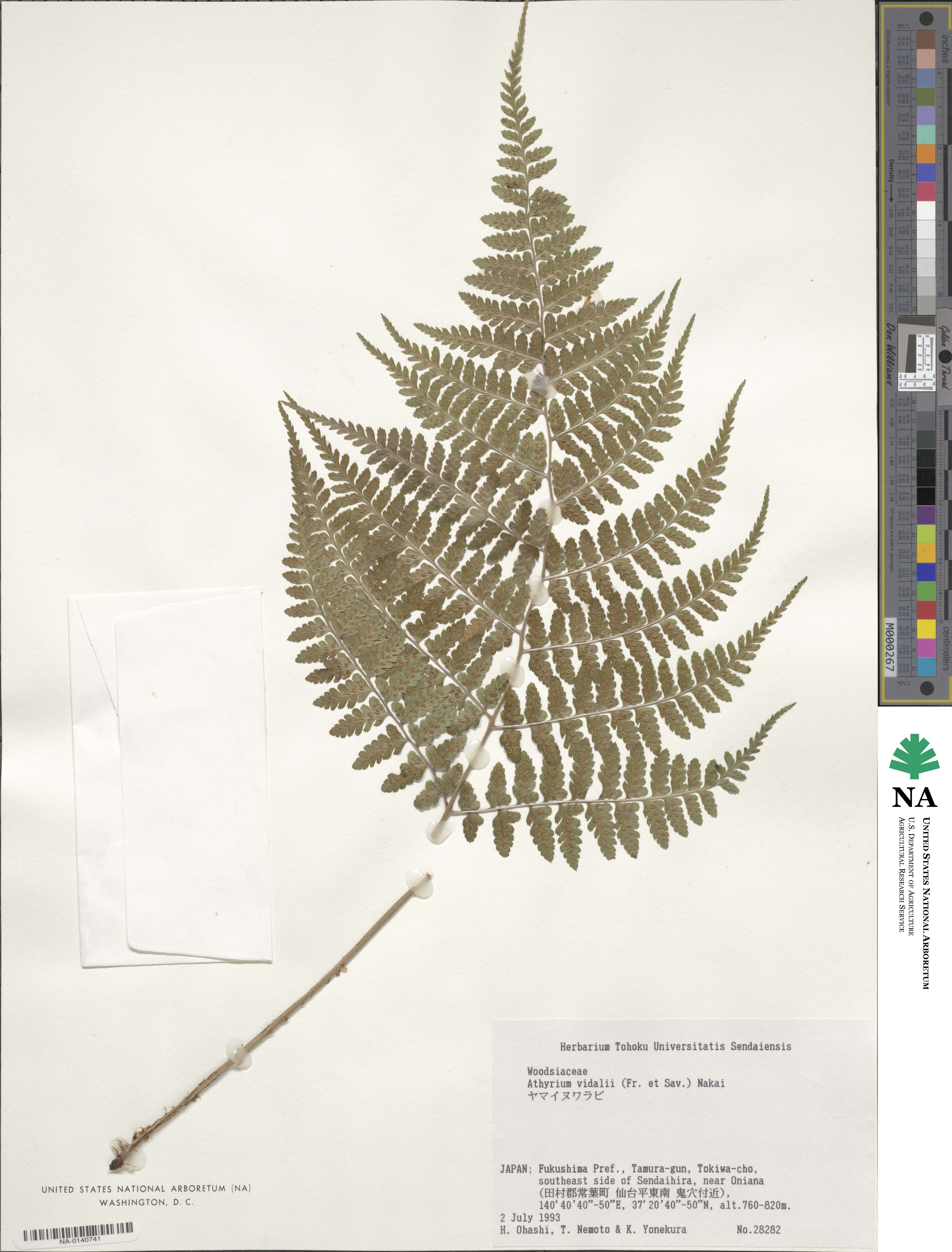 Athyrium vidalii image