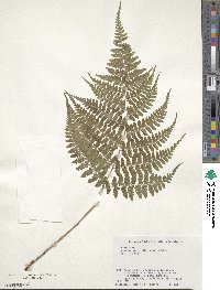 Athyrium vidalii image