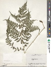 Athyrium vidalii image