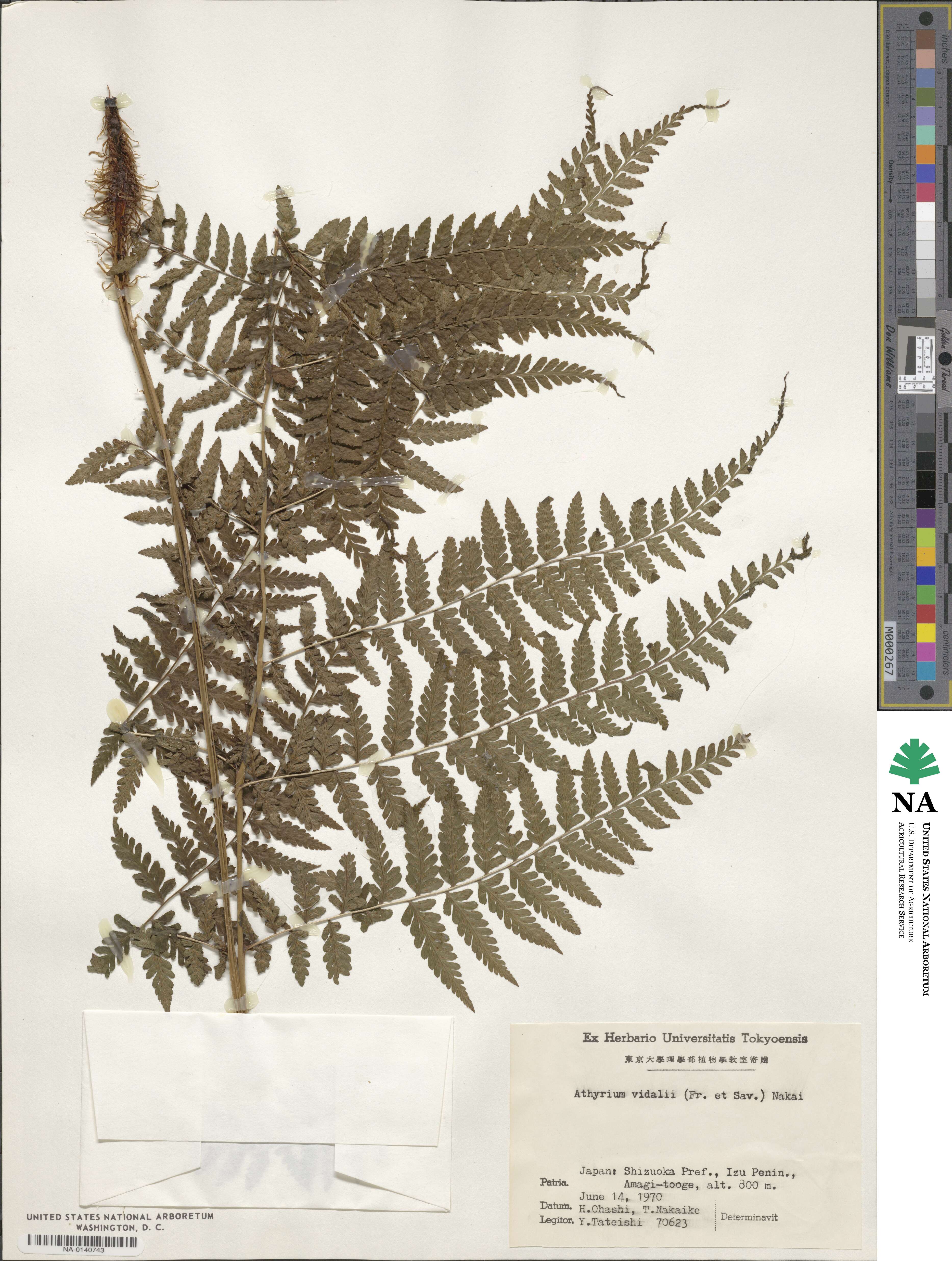 Athyrium vidalii image