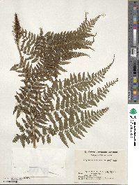 Athyrium vidalii image