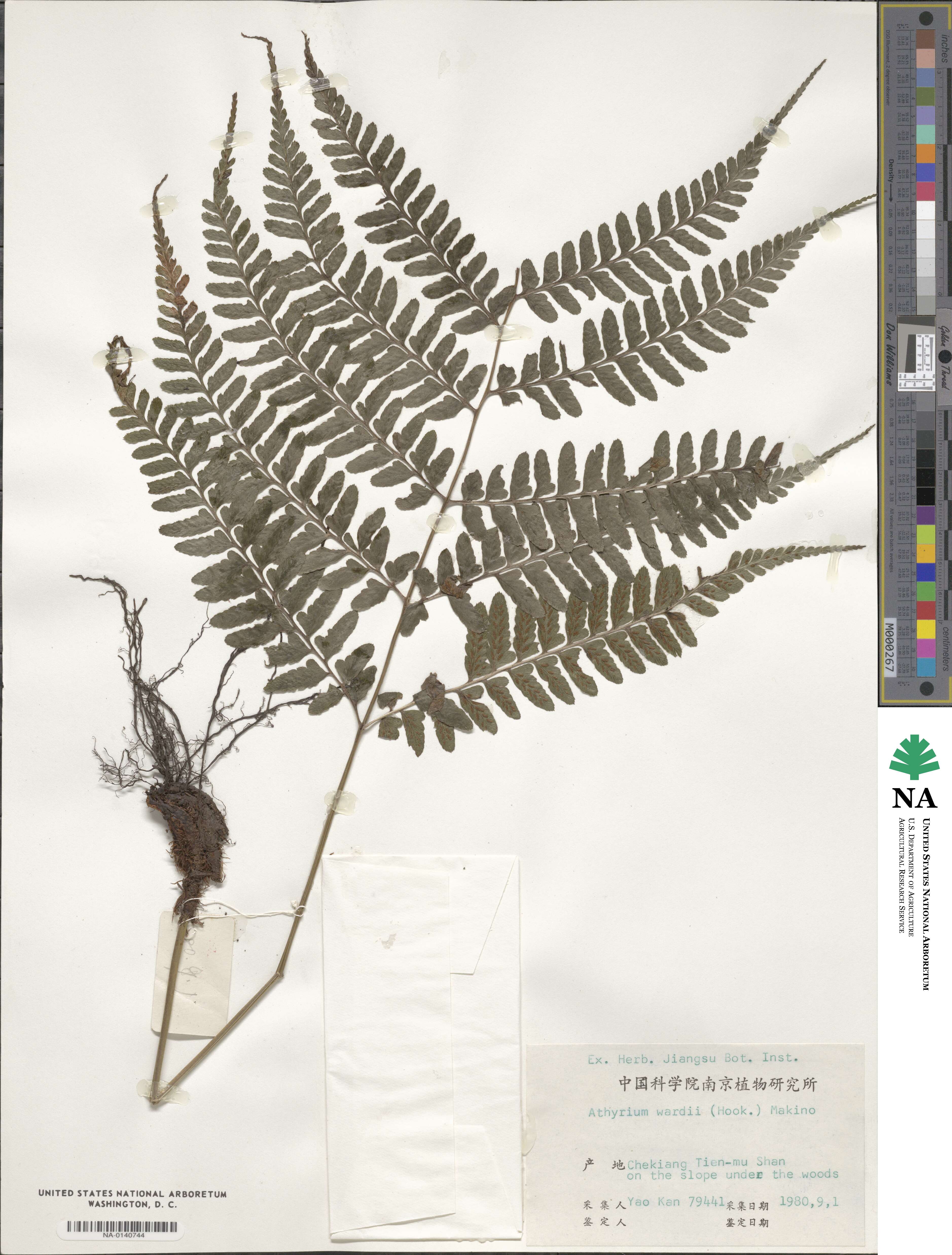 Athyrium wardii image