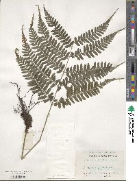 Image of Athyrium wardii