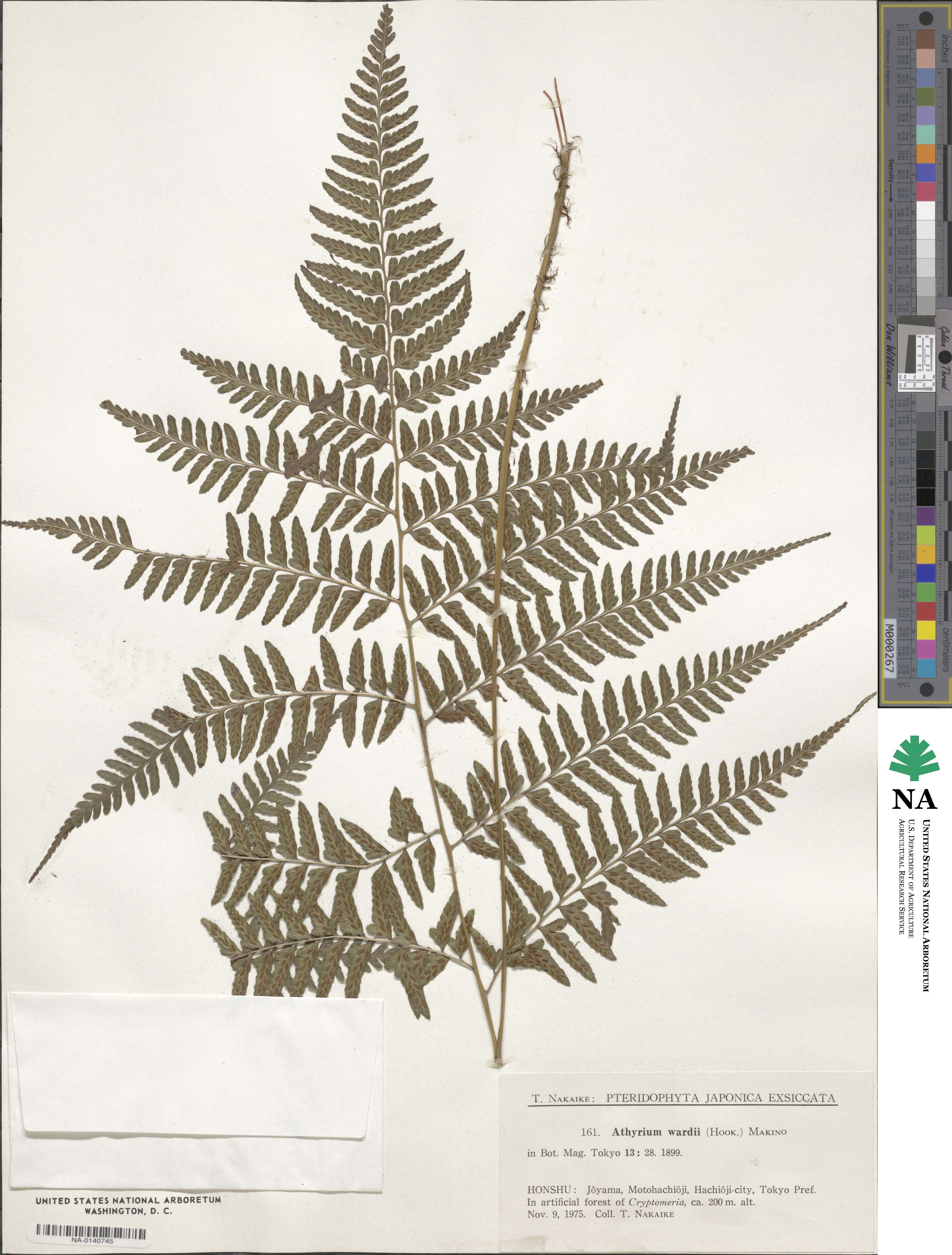 Athyrium wardii image