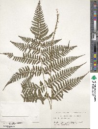 Athyrium wardii image