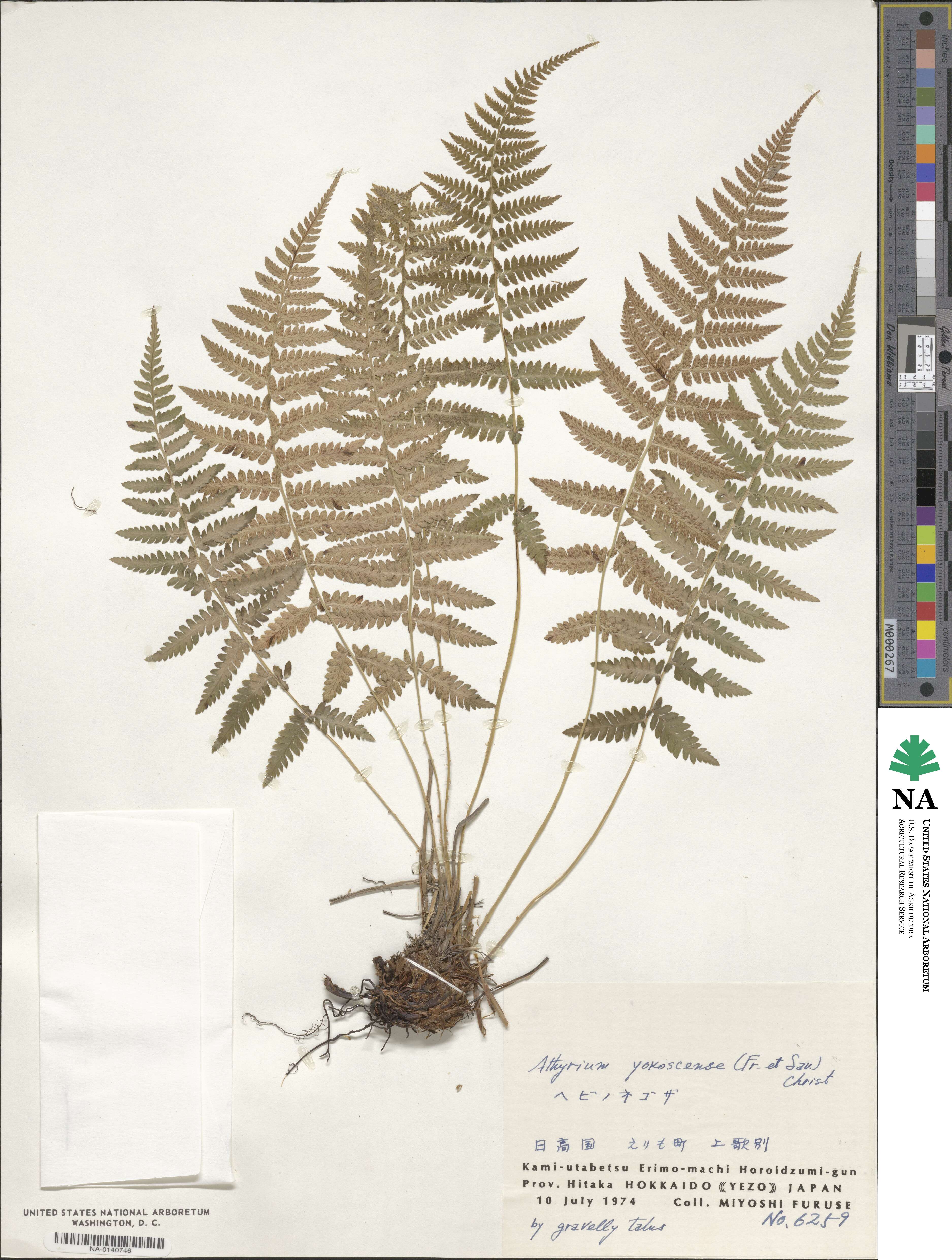 Athyrium yokoscense image