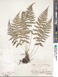 Image of Athyrium yokoscense