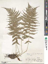 Athyrium yokoscense image