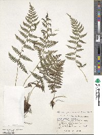 Athyrium yokoscense image