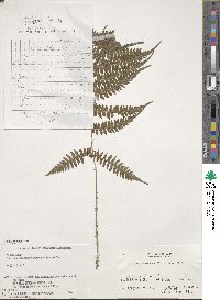 Athyrium yokoscense image