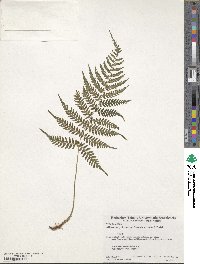 Athyrium yokoscense image