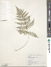 Athyrium yokoscense image