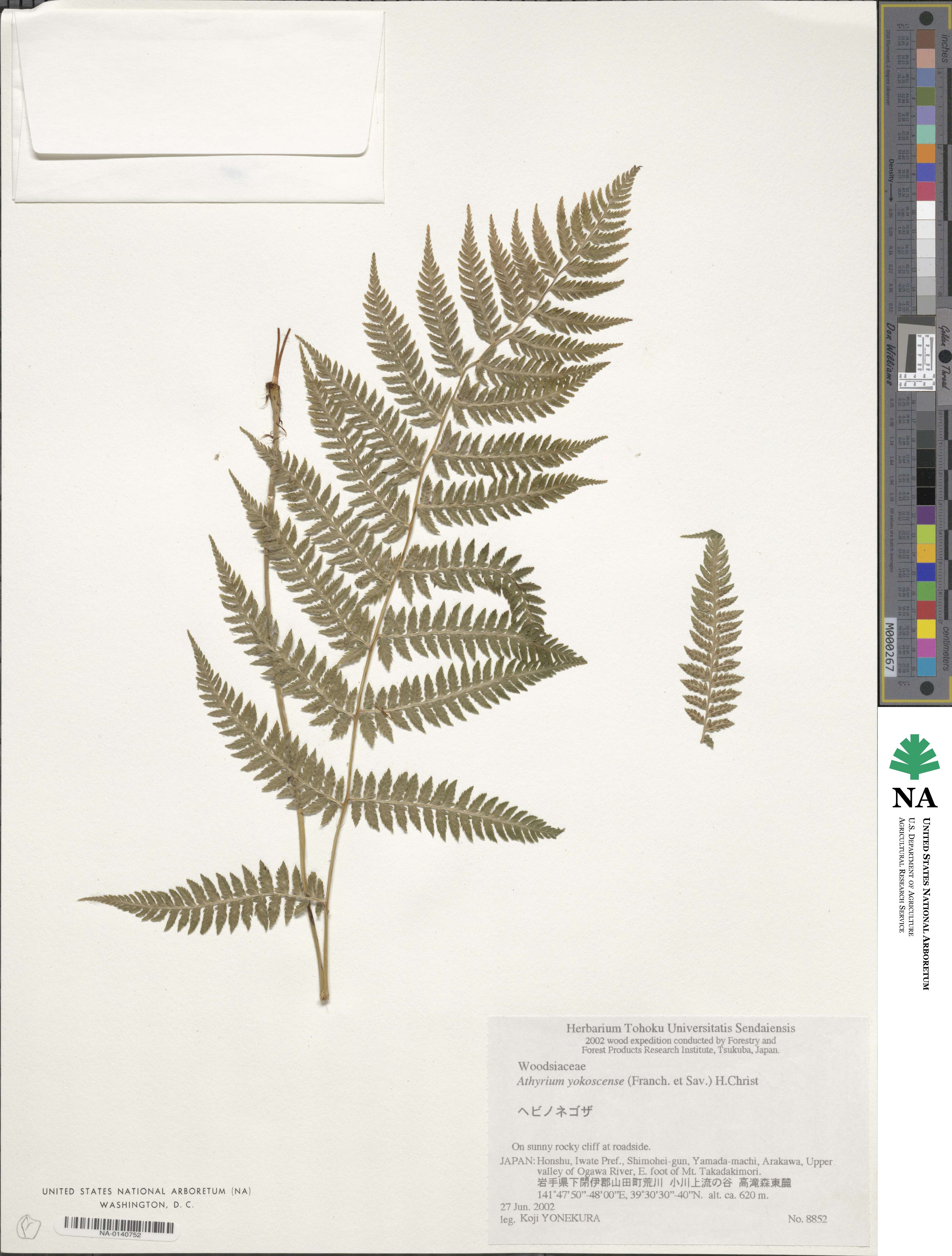 Athyrium yokoscense image