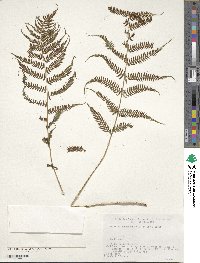 Athyrium yokoscense image