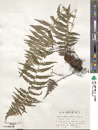 Athyrium yokoscense image