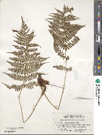 Athyrium yokoscense image