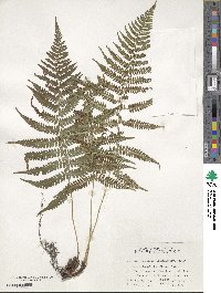 Athyrium yokoscense image