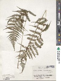 Athyrium yokoscense image