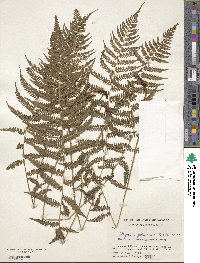 Athyrium yokoscense image