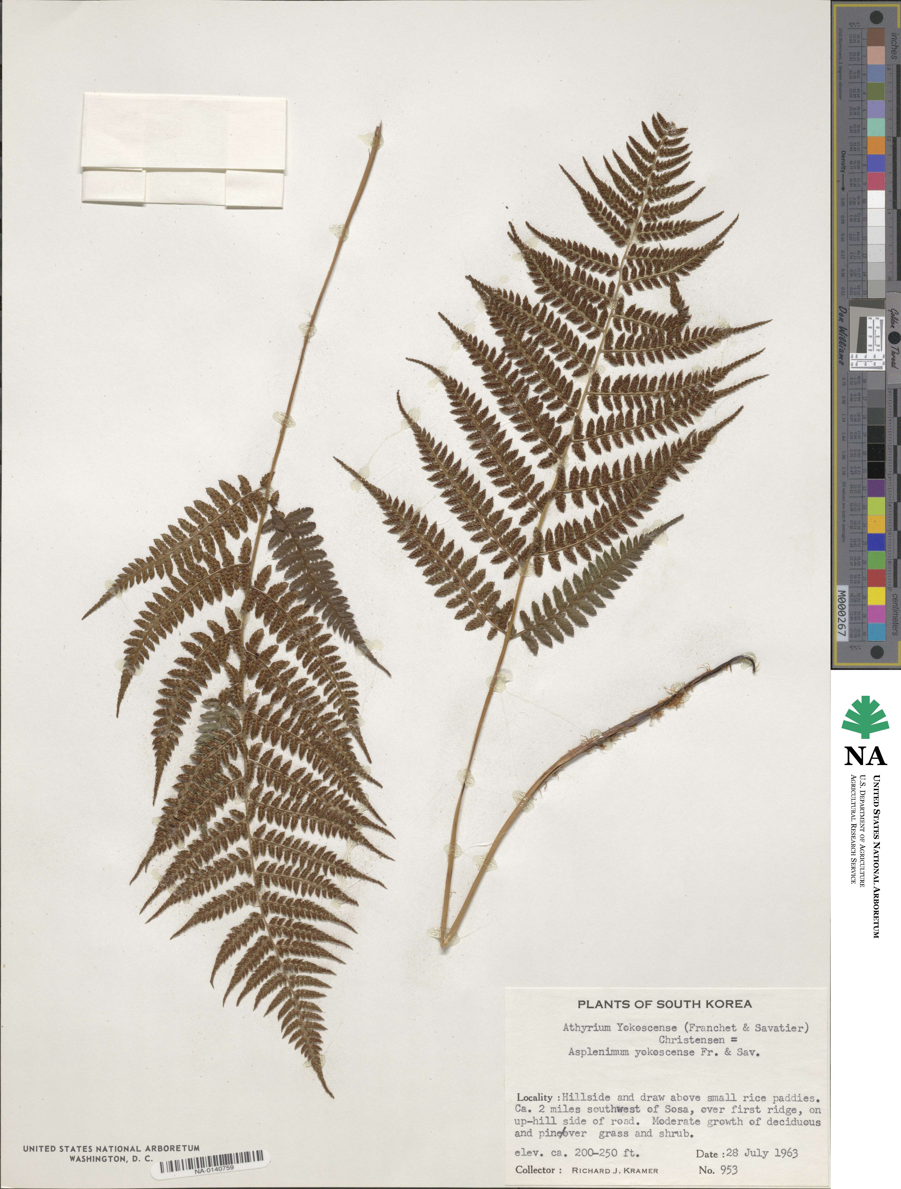 Athyrium yokoscense image