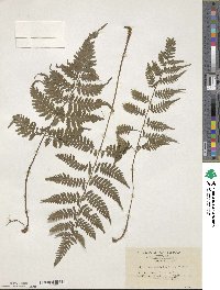 Athyrium yokoscense image