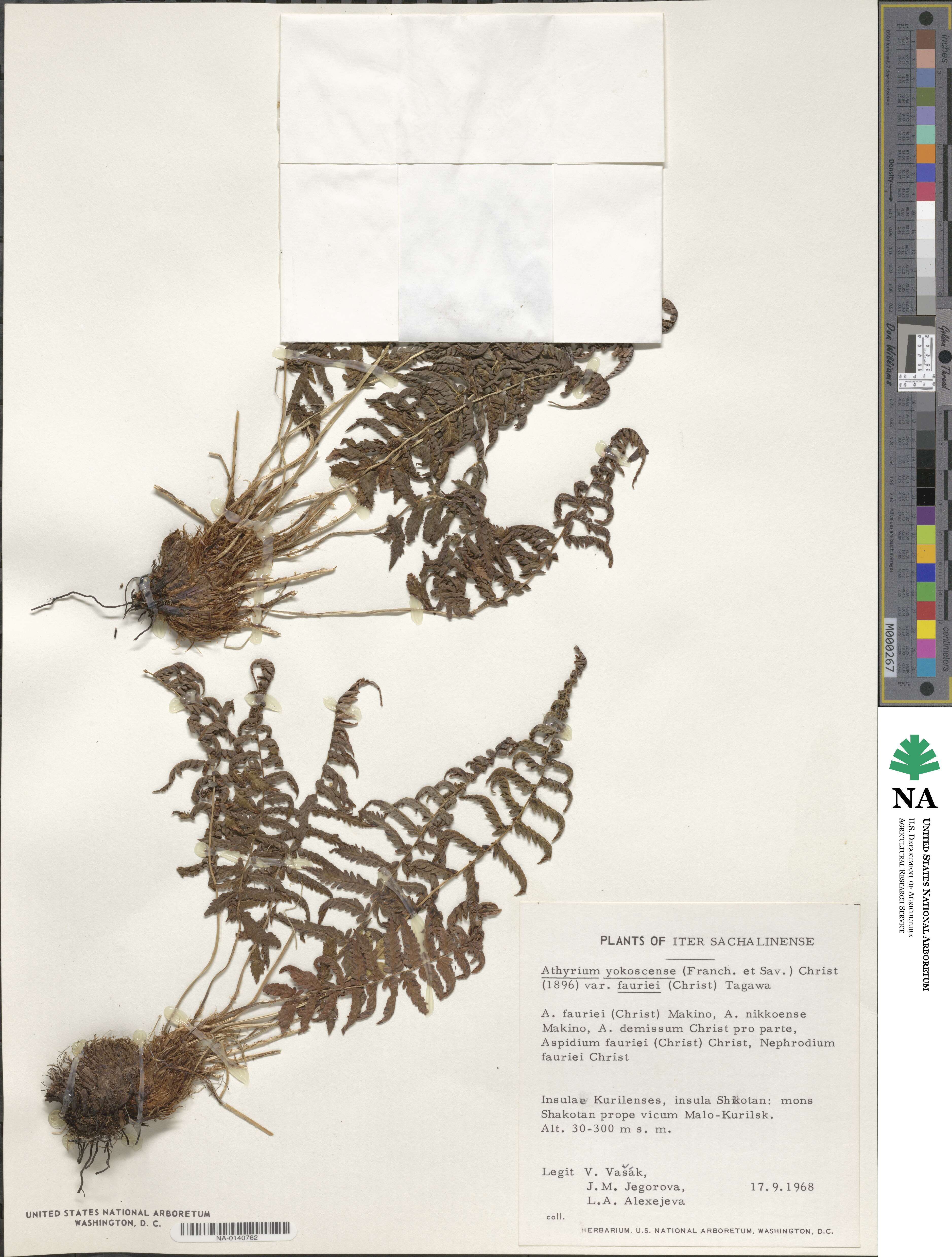 Athyrium fallaciosum image