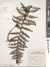 Athyrium filix-femina image