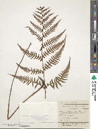 Deparia japonica subsp. japonica image