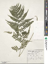 Deparia japonica image